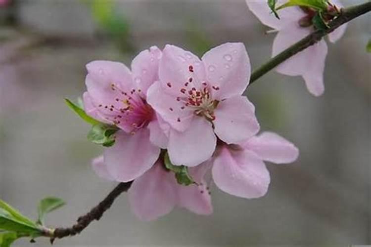 人为什么突然会有很多桃花运？
