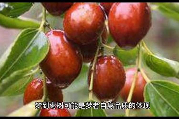 梦见枣树有吃枣的预兆