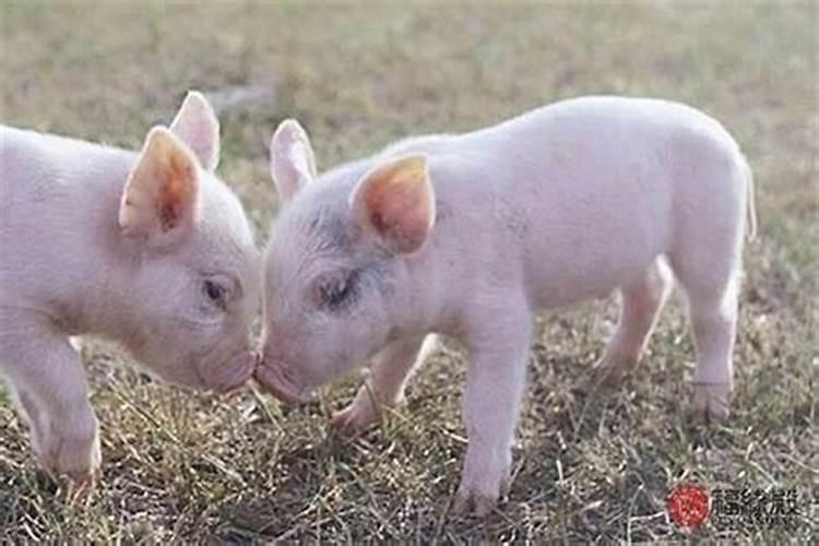 鬼节出生属虎男孩命运 阳气旺盛无所惧？