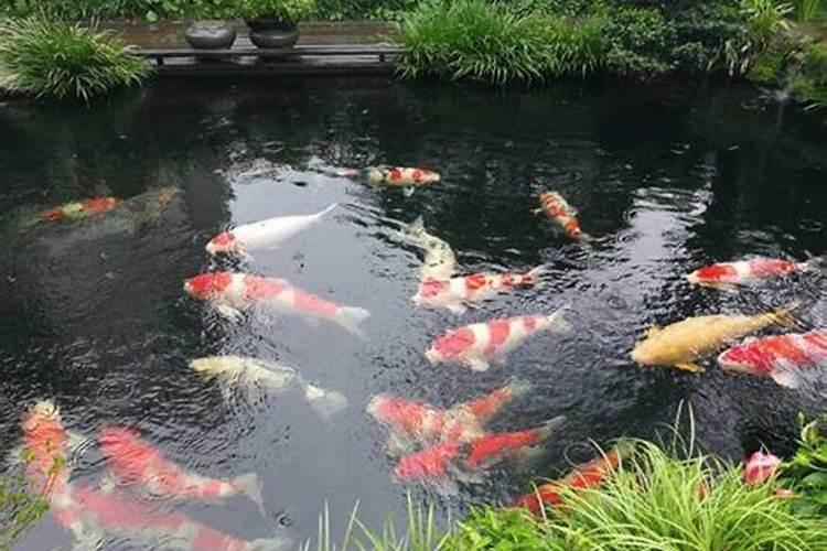 梦见在水里抓到活鱼