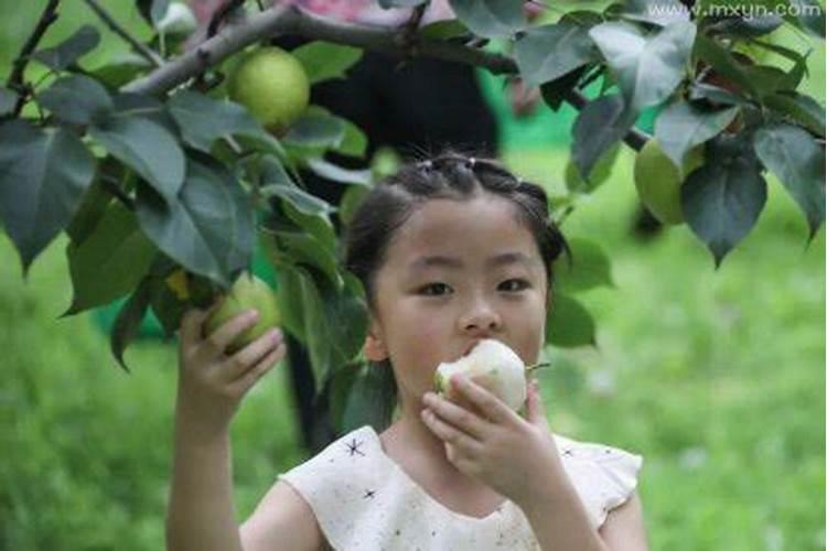 梦见摘梨吃梨是什么意思
