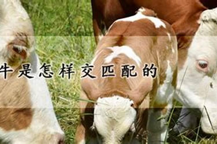 1982年女狗的2025命运