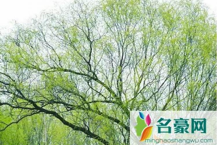 上新坟有哪些规矩？