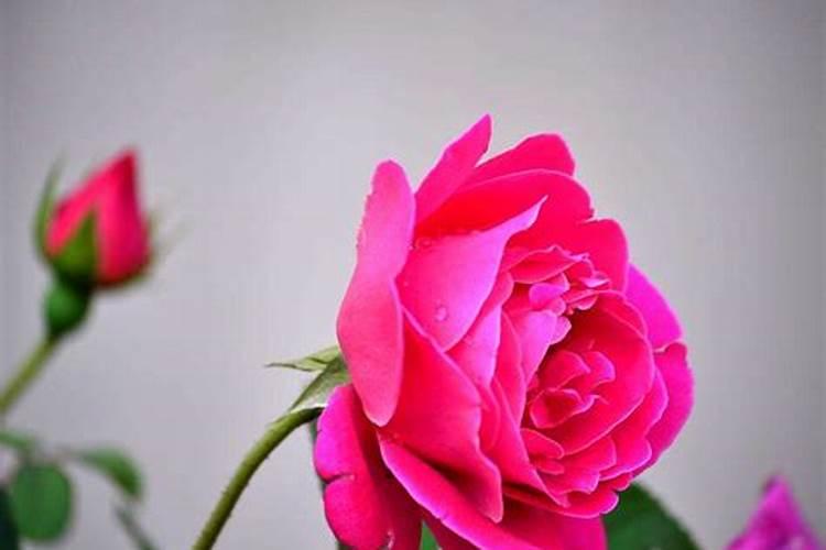 梦见花什么意思 梦见花预示着什么