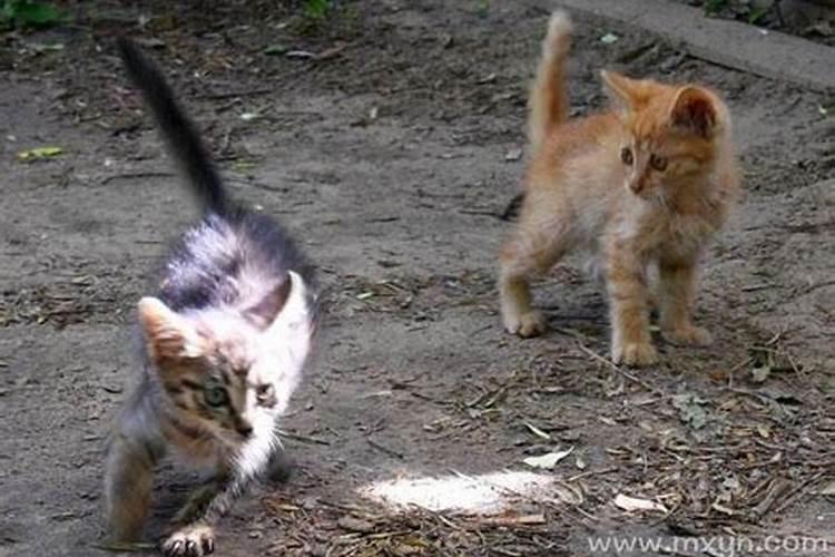梦见被猫追有什么预兆 梦见被猫追代表什么