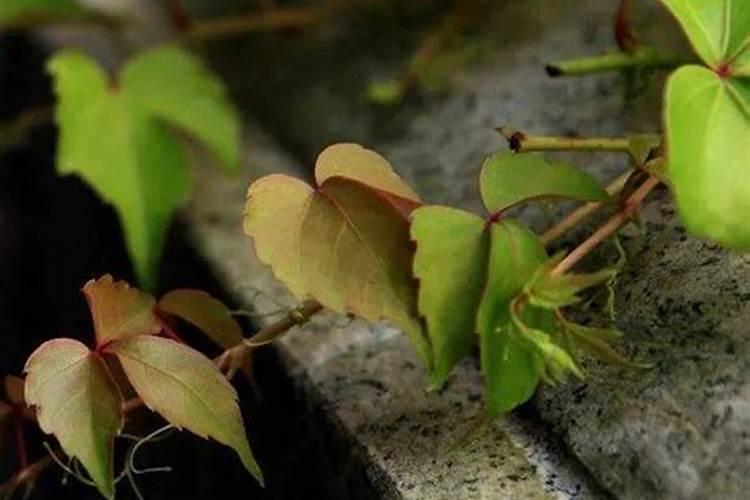 梦见厕所的水满了出来的预兆