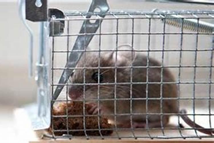 2025年4月11日生肖猴运势