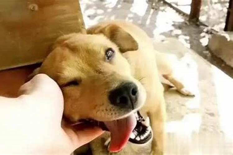 梦见被狗咬是怎么回事 梦见被狗咬是什么意思