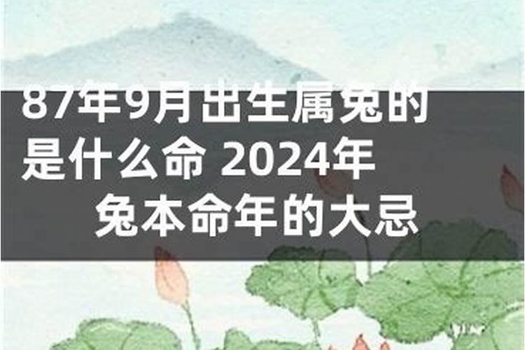87年属兔九月出生的运气爆棚 今年属兔人事业运势要小心？