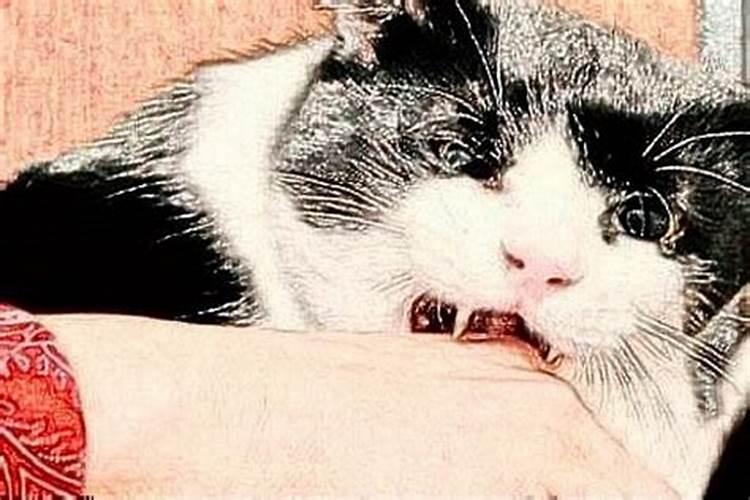 梦见自家的猫被猫咬死什么意思