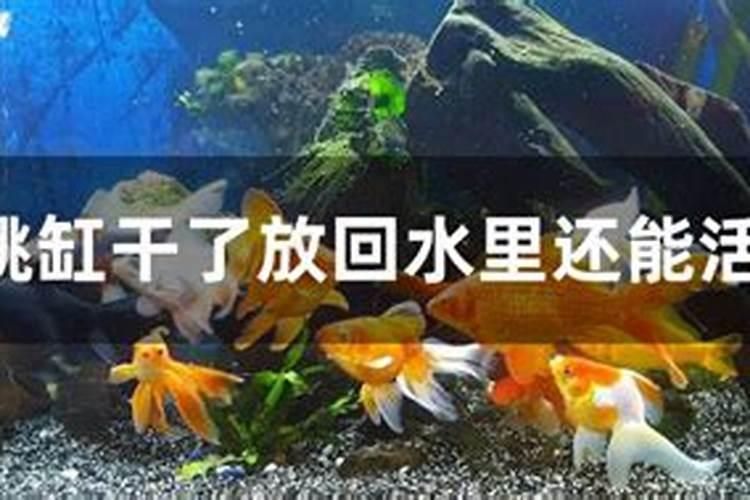 梦见成群的鱼在水里游的预兆