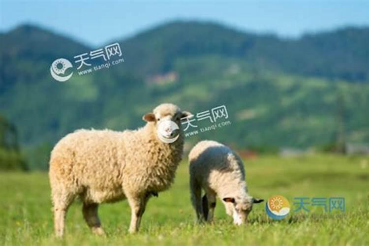 什么最旺属羊人运势