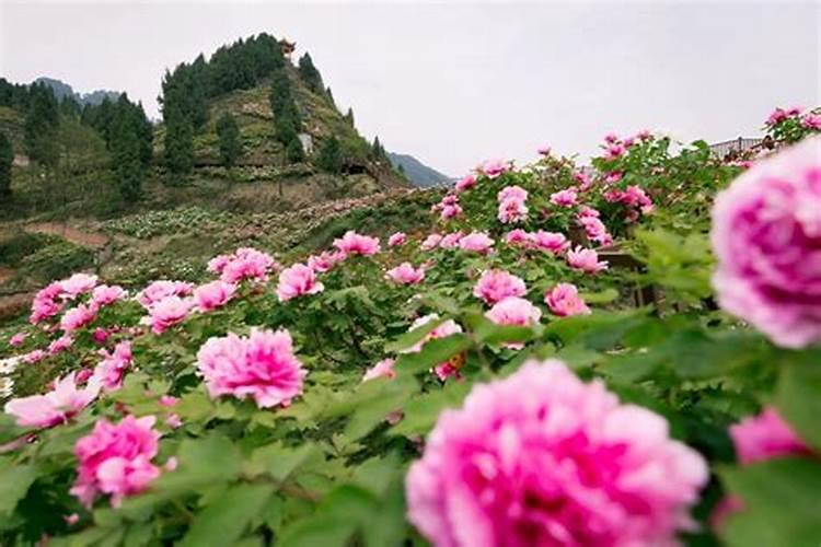 清明节到了,有什么旅游景点适合去踏青的呢？