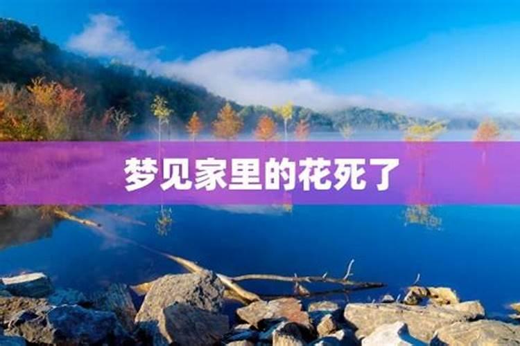 梦见自己的花死了的预兆