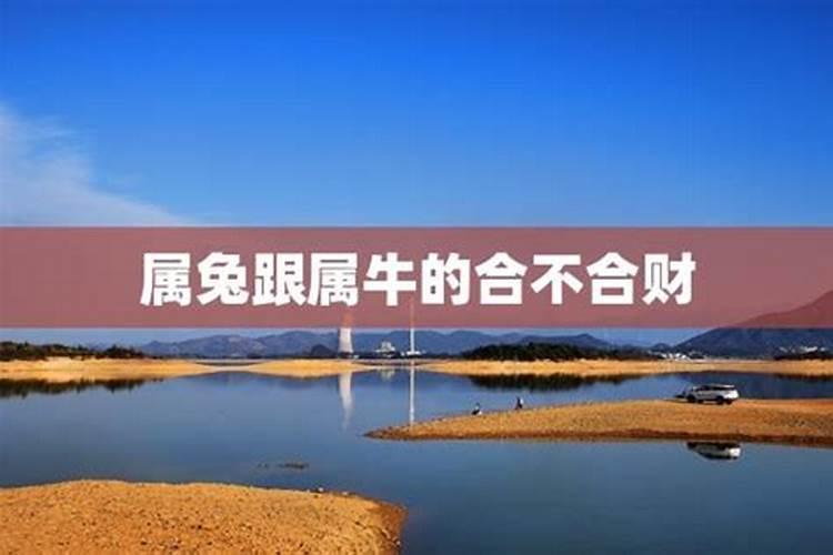 99兔女和97牛男八字合不合 属兔和属牛相配吗？
