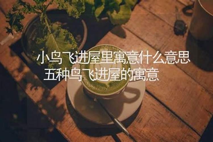 小鸟飞进店里预示什么