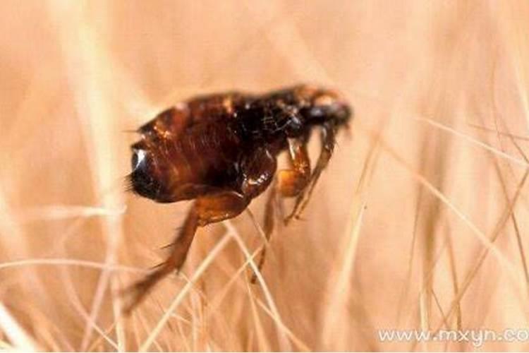 梦见跳蚤是什么意思 梦见跳蚤是什么预兆