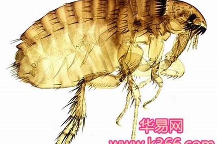 梦见跳蚤,周公解梦梦到跳蚤是什么意思,做梦梦见跳蚤好不好