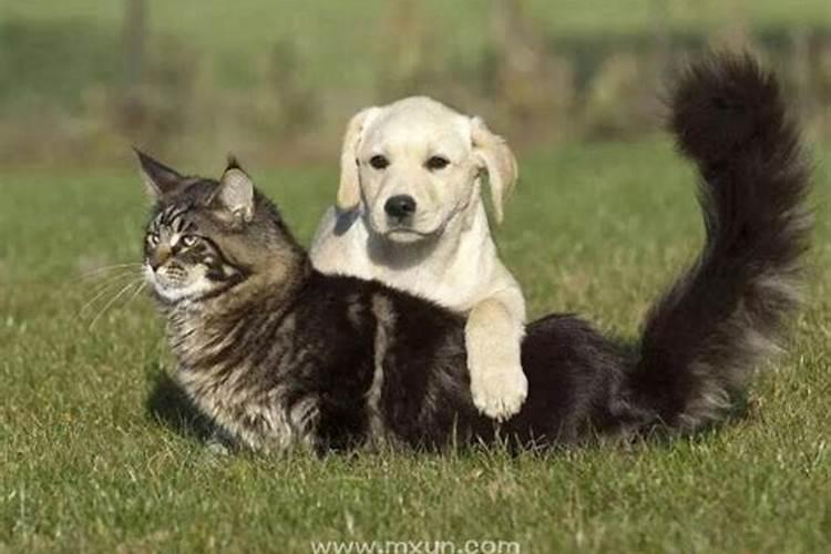 梦见猫生狗仔的预兆