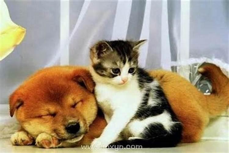 梦见猫生狗的预兆
