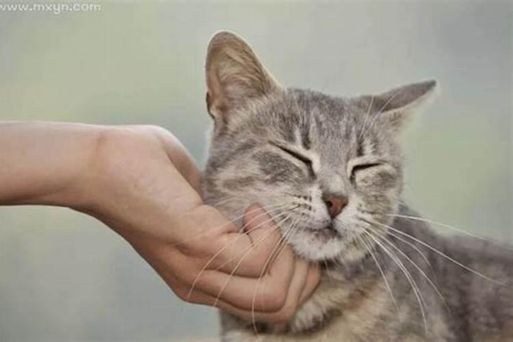 梦见小猫生小狗的预兆