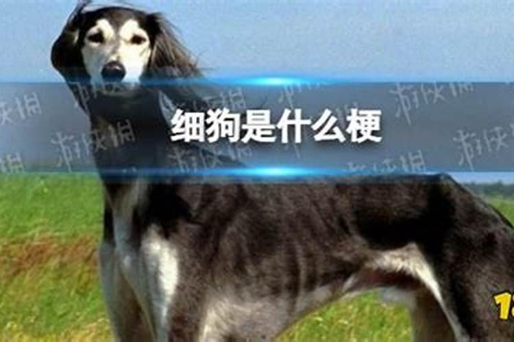属兔运气最好的月份是几月