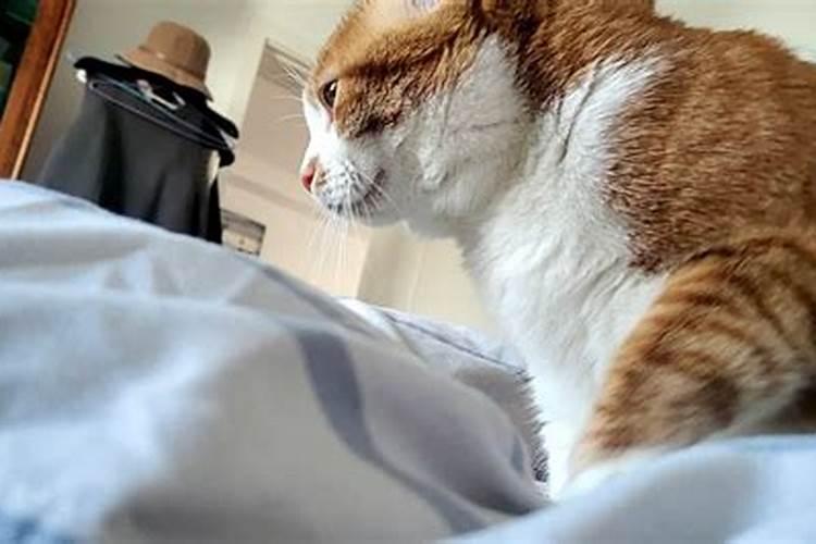 梦见猫钻进自己的被窝里的预兆