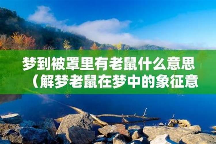 梦见家里有老鼠什么预兆