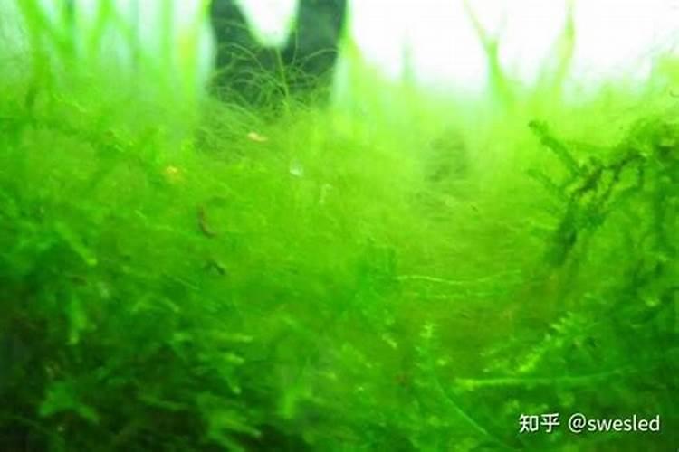 我想养殖太岁,请专家教教我