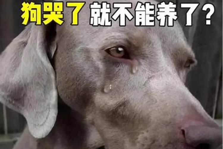 镇宅招财旺人的植物有什么 如下四种植物镇宅招财旺人