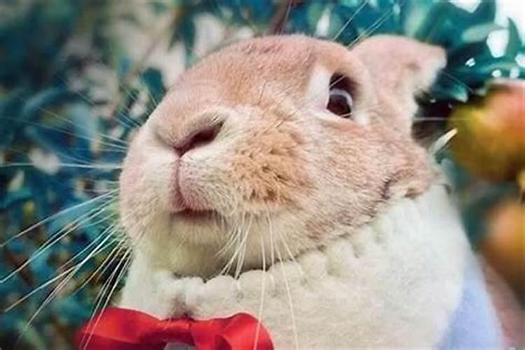 属兔的颜色什么最吉祥最旺