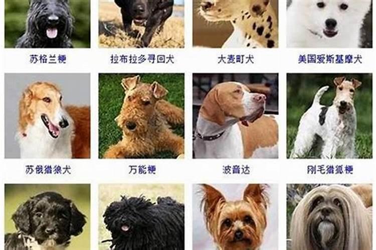 梦见自己家狗丢了然后找到了
