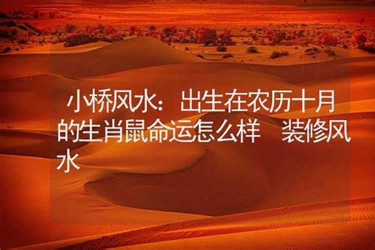 10月出生的兔子一生运势如何 为什么属兔的人心狠