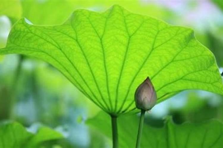 腊月二十一干什么