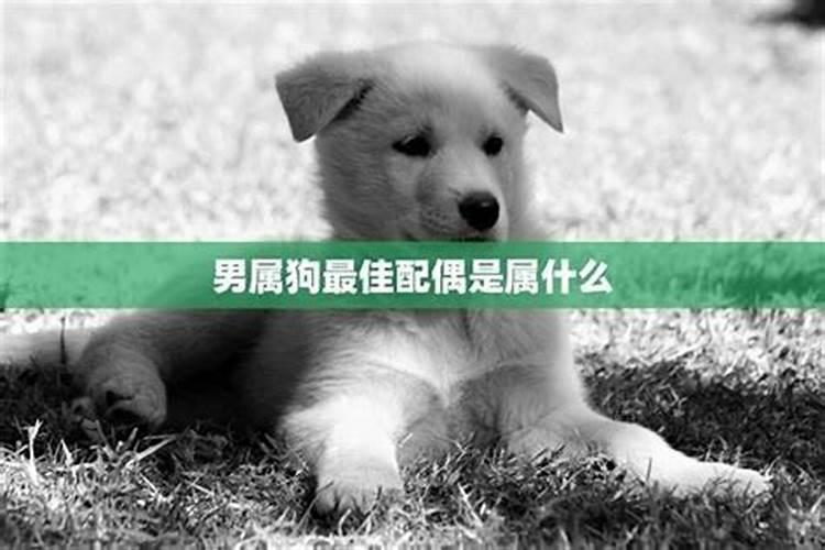 94年属狗最佳婚配表94年属狗最佳结婚年龄