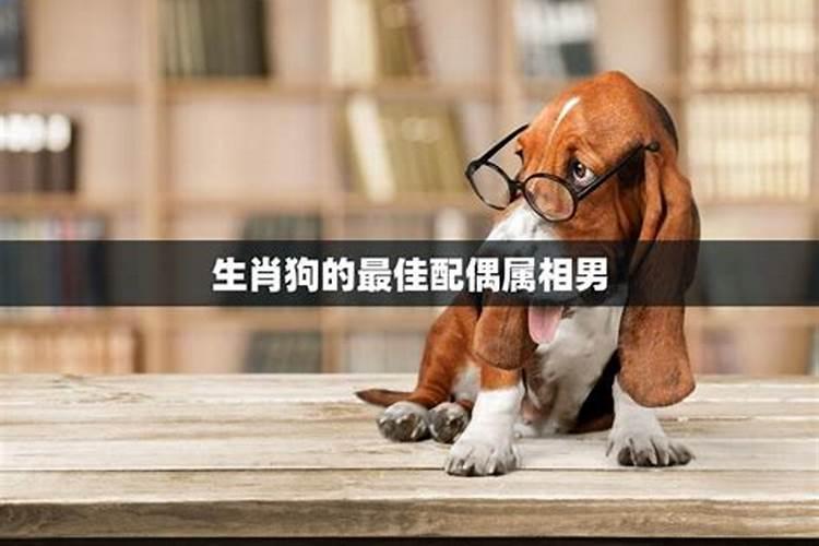 94年属狗女最佳婚配