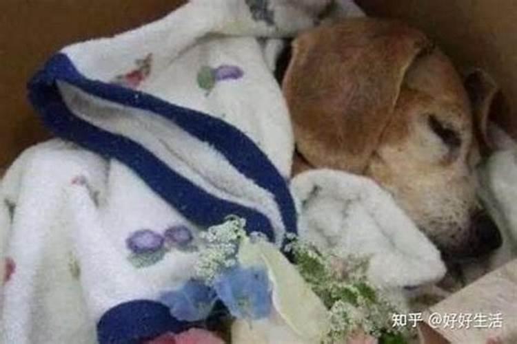 狗死对家里运气影响