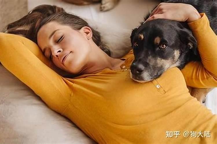 家里狗死了对主人有什么预兆风水上家中狗死了是什么预兆