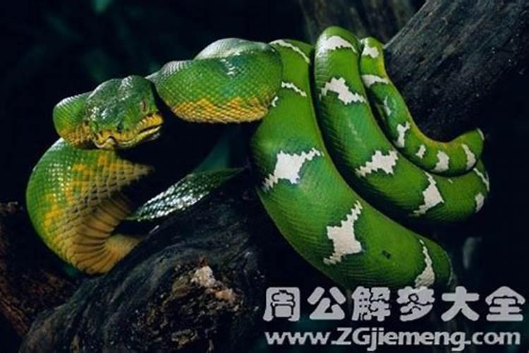 怀孕梦到被蛇咬是什么意思孕妇梦见被蛇咬是什么意思