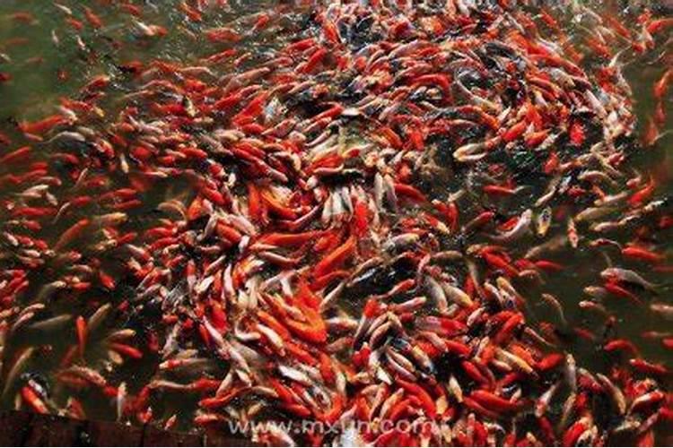 做梦梦到好多鱼是什么征兆 女性
