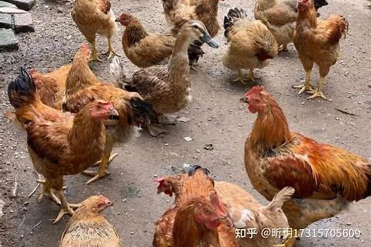 梦见鸡子是什么意思