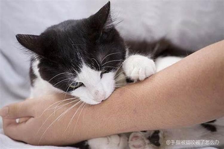 梦到猫咬手不松口什么意思