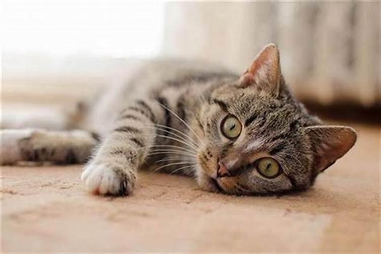 梦见被猫咬住不松口是什么预示