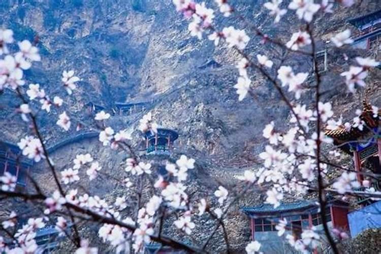 梦见桃花开了很漂亮是什么征兆
