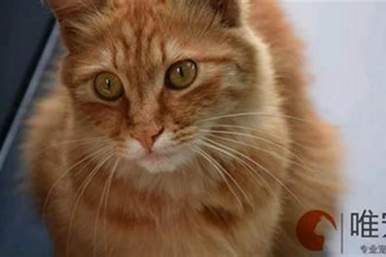 梦见猫进了家赶不走的预兆