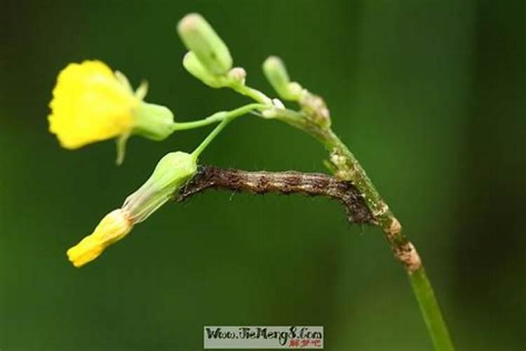 梦到虫子四处爬是什么意思