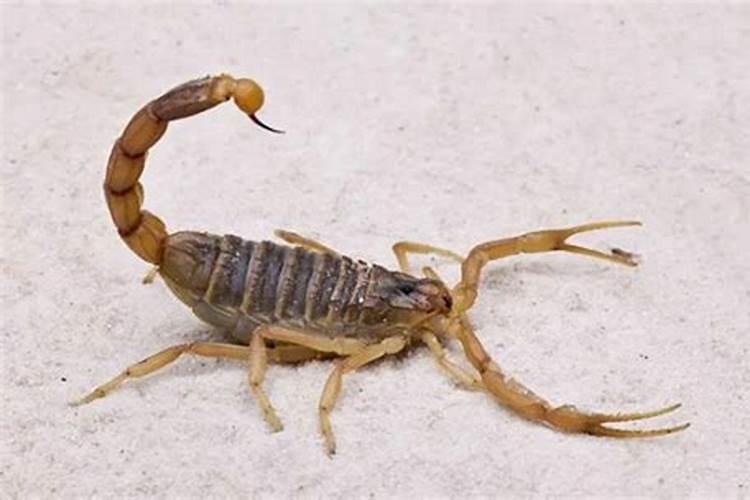 梦见踩死蝎子的预兆