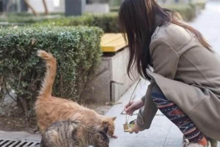 梦见自己抱一只小猫的预兆