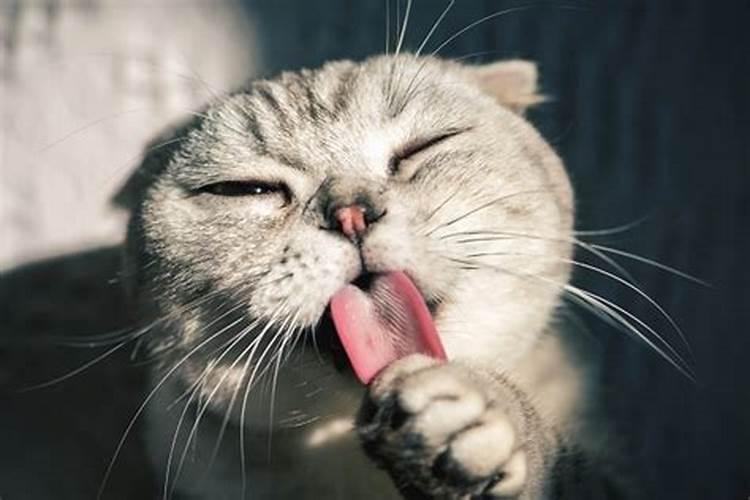 梦见抱着一只小猫的预兆