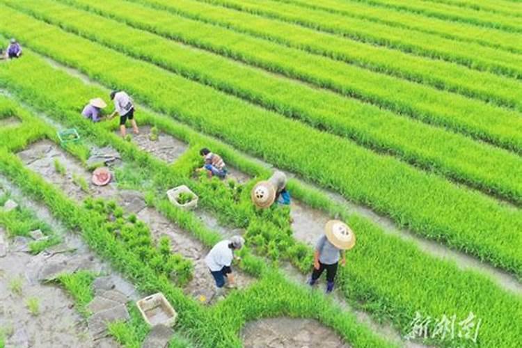 二十四节气中,每个节气农民都能种些什么农作物呢